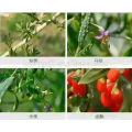 Live Goji Berry Plant/Organic tree/High survival rate